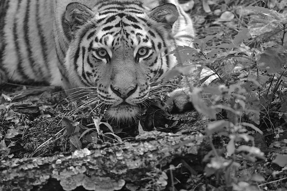 уссурийский тигр