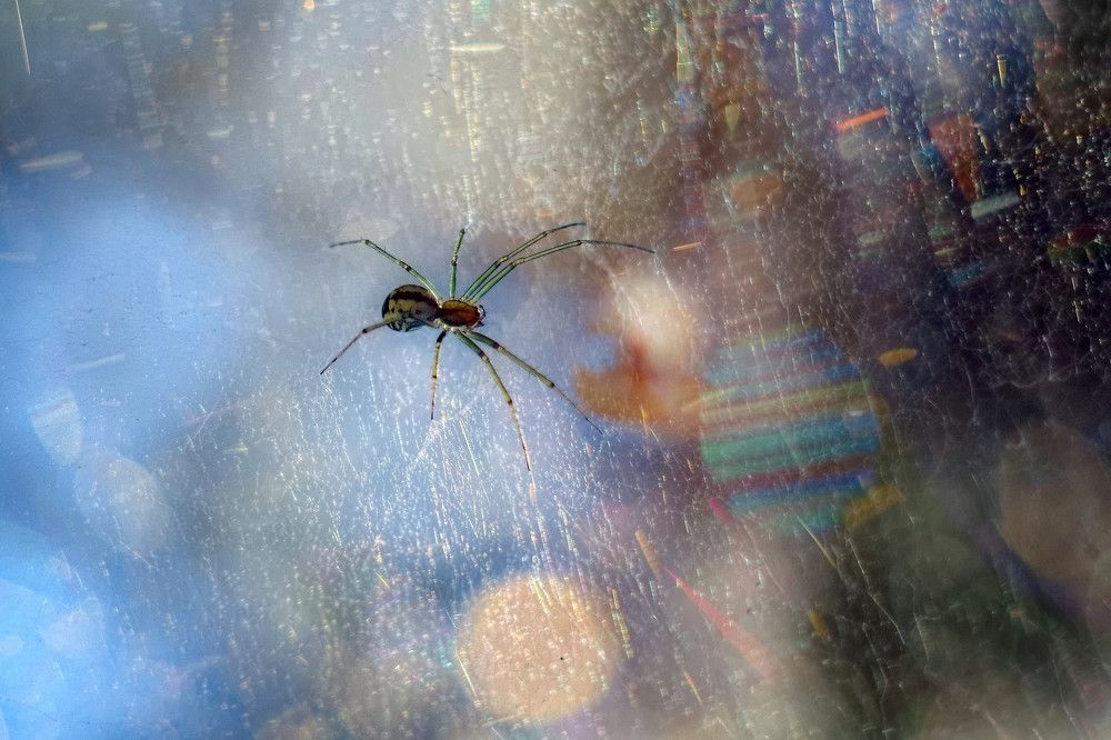 Photograph by Пони