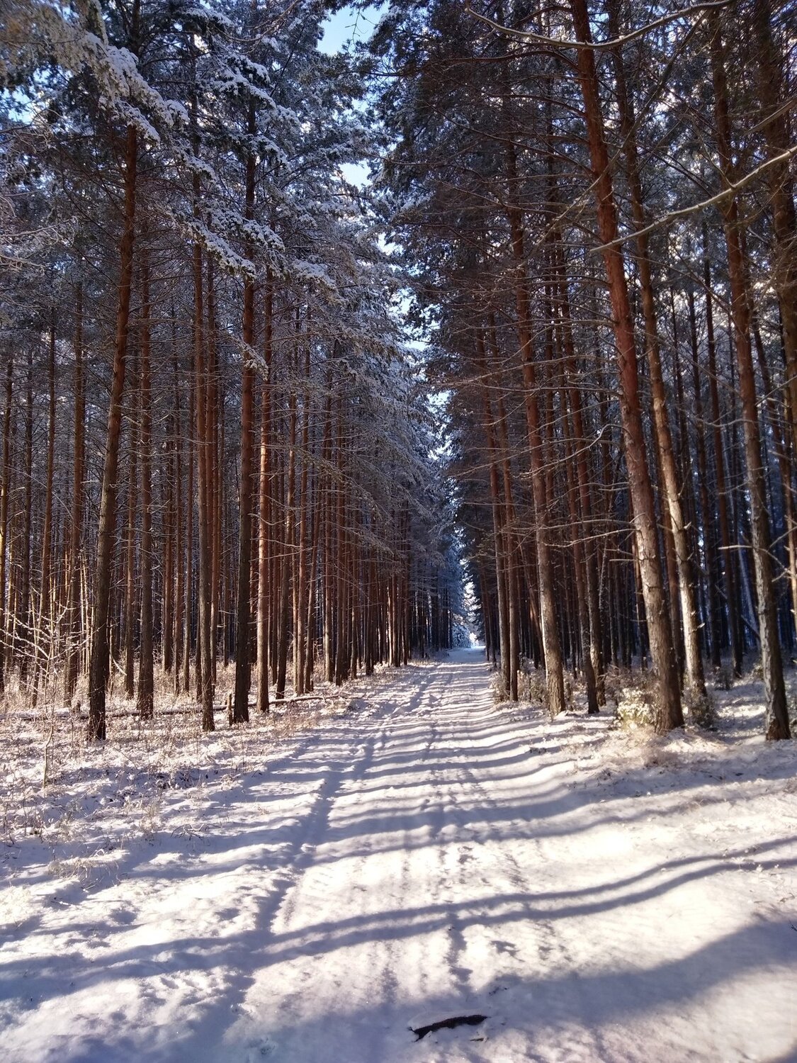 Сосновый лес