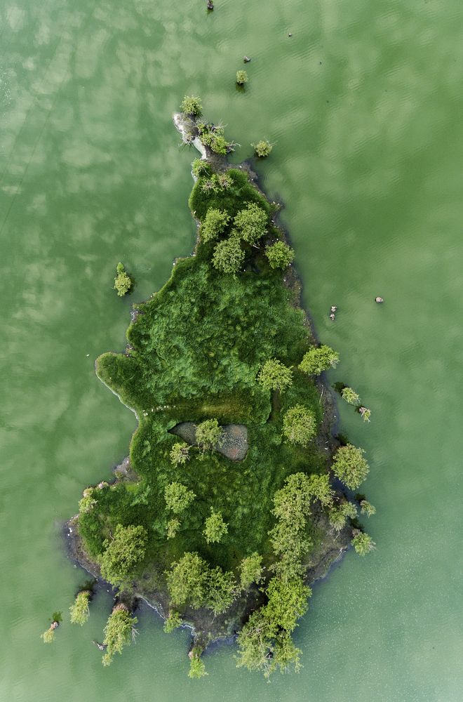 tree man