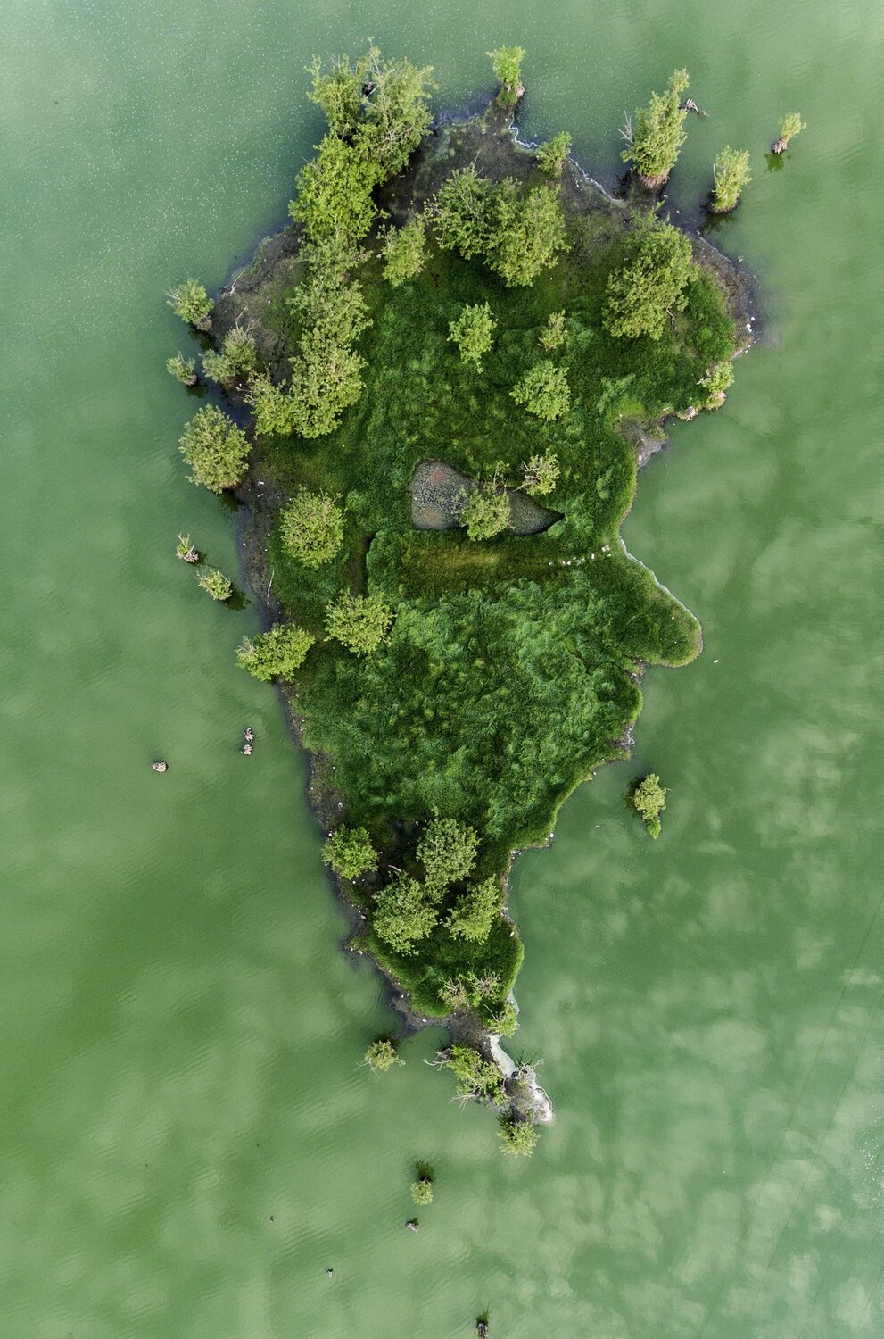 tree man