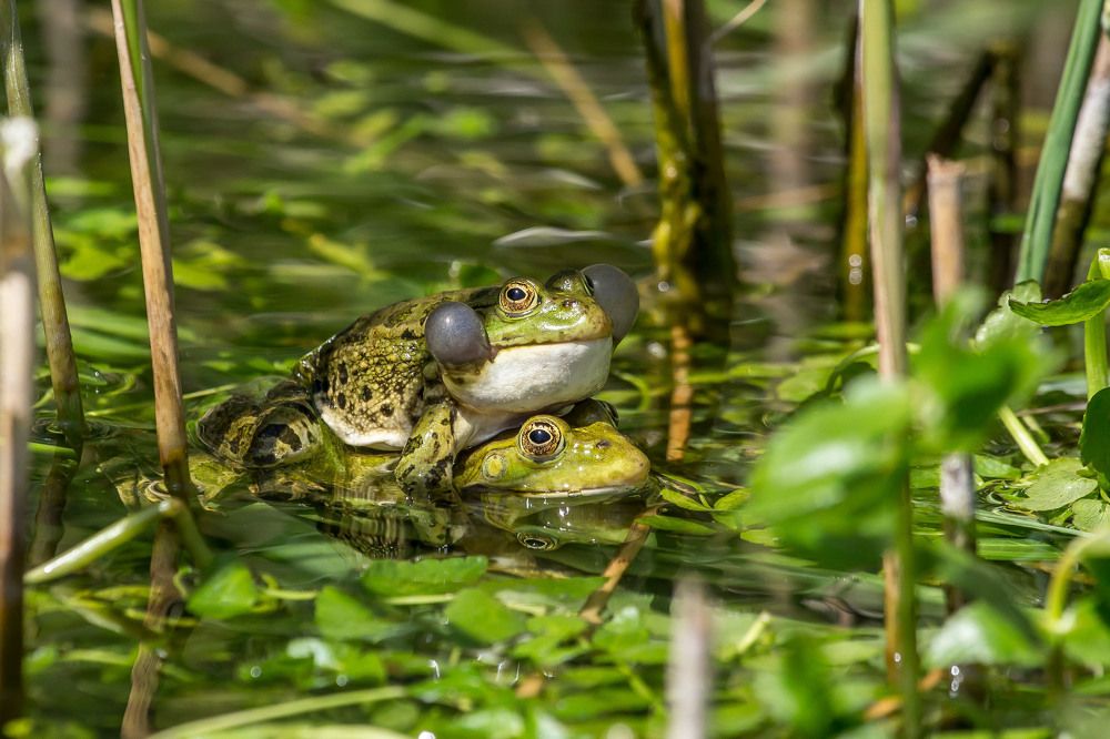 Брачный период