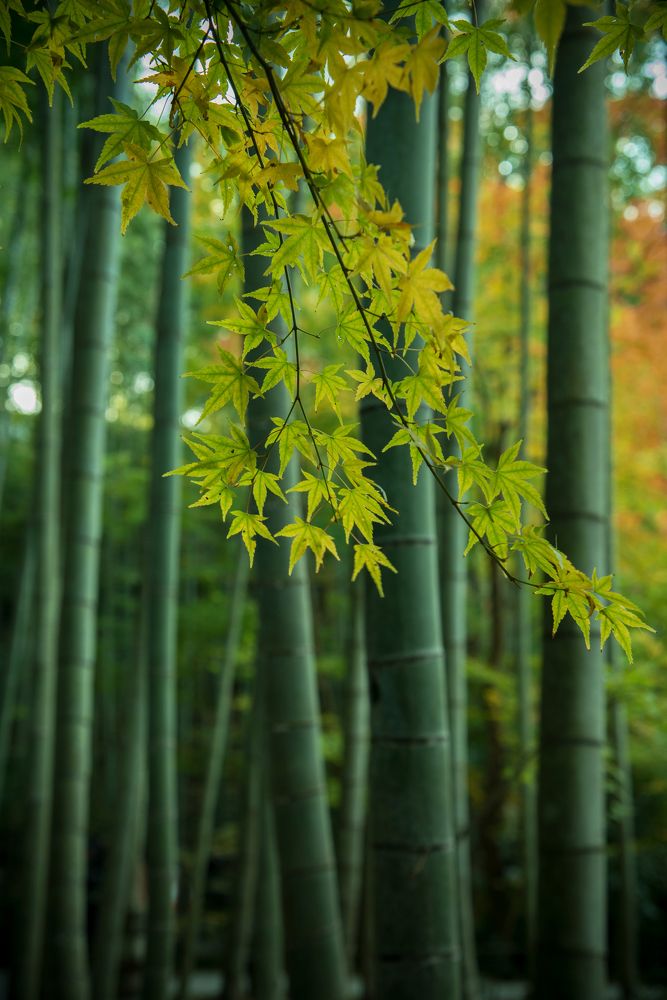 bamboo and japanese maple