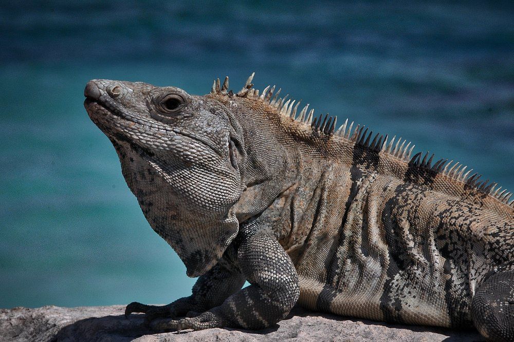 Iguana