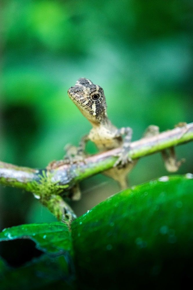Sri Lankan Kangaroo Lizard
