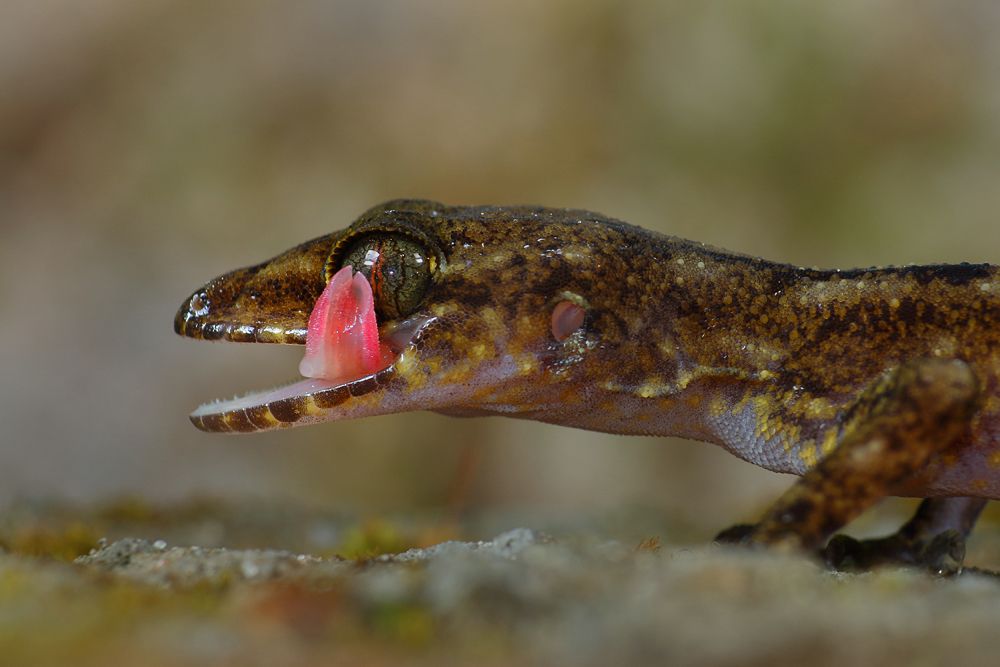 BENT-TOED GECKO