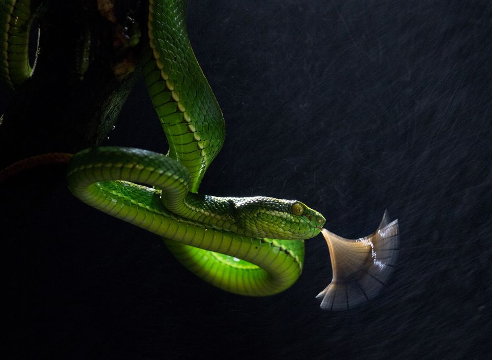 PIT VIPER