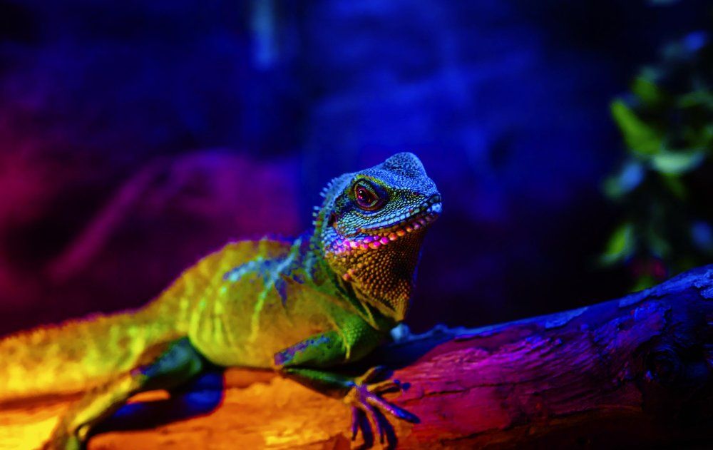 маленький дракончик