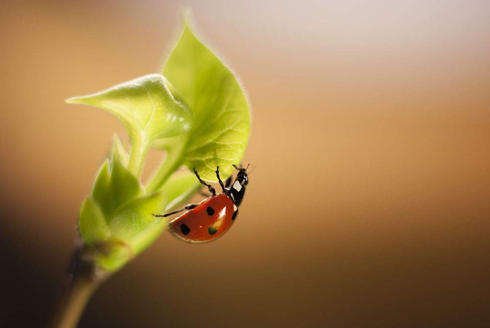 Движение вверх