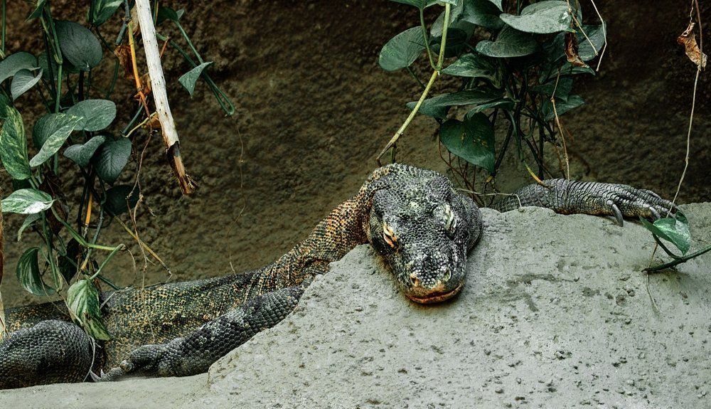 Дракон острова Комодо