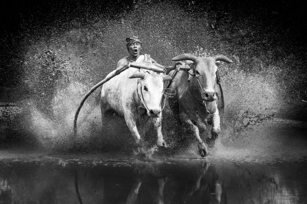 Pacu Jawi, West Sumatera