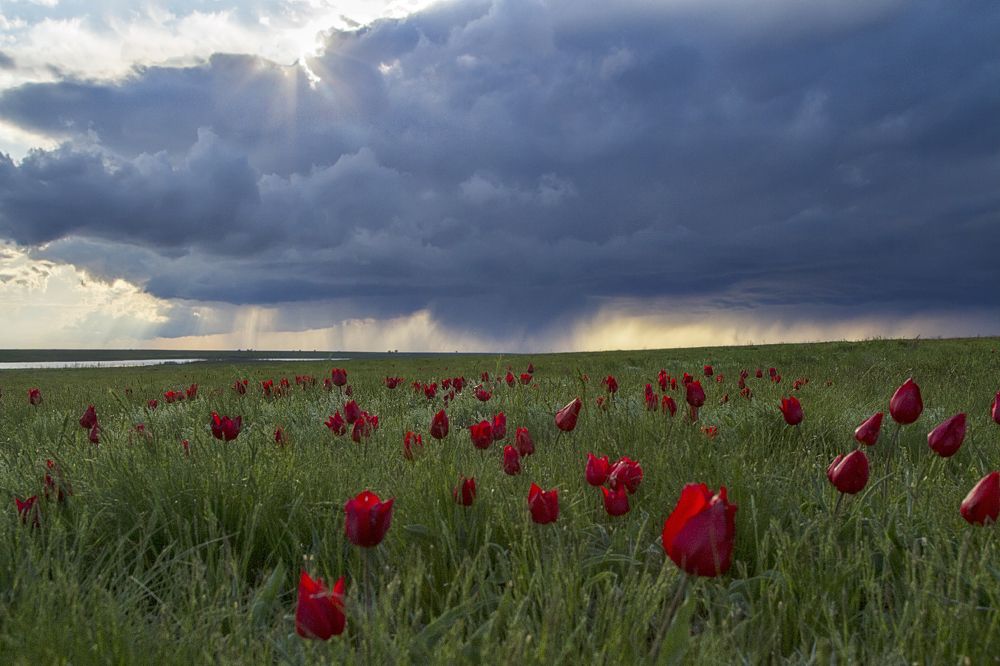 Тюльпаны Калмыкии
