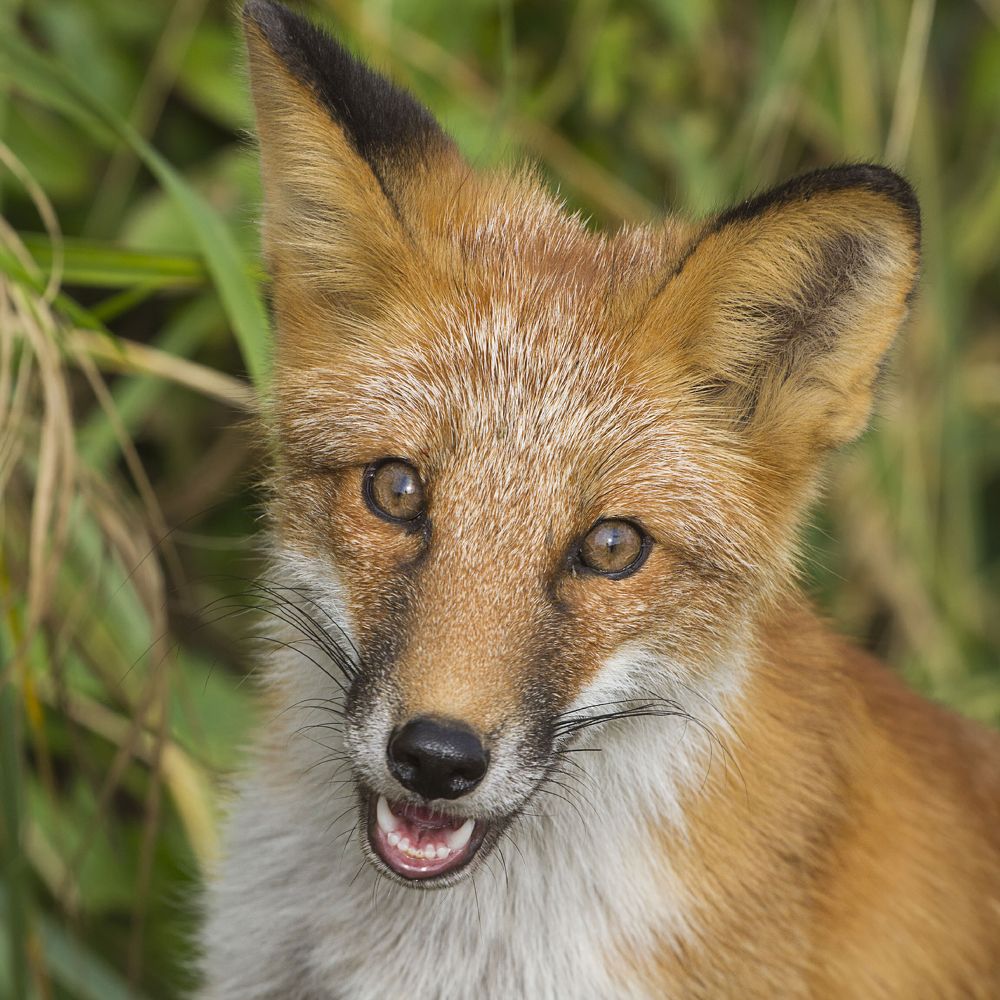 Портрет лисы