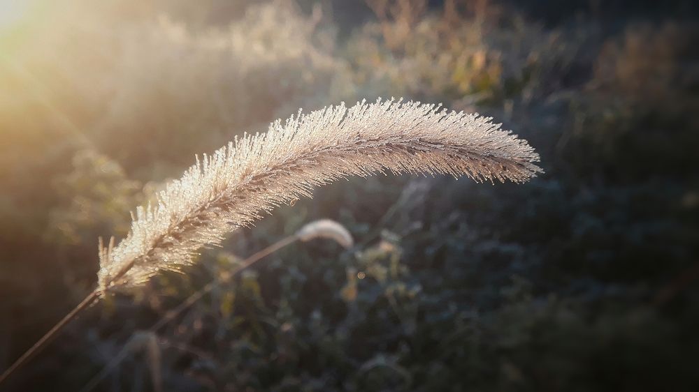 Утро в замерзшей росе
