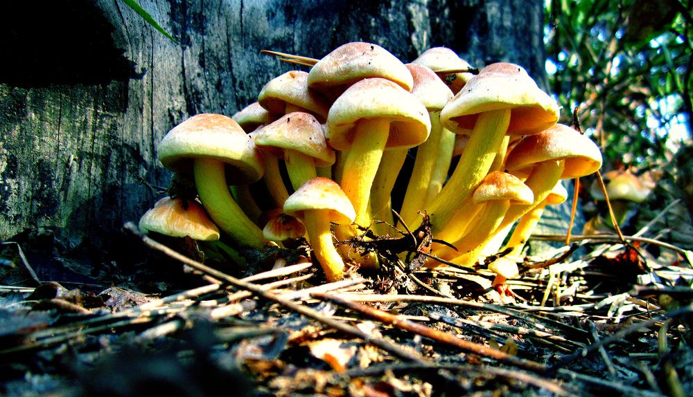 Photograph by Алина Лукащук