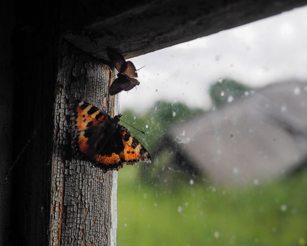 В деревне Победителей