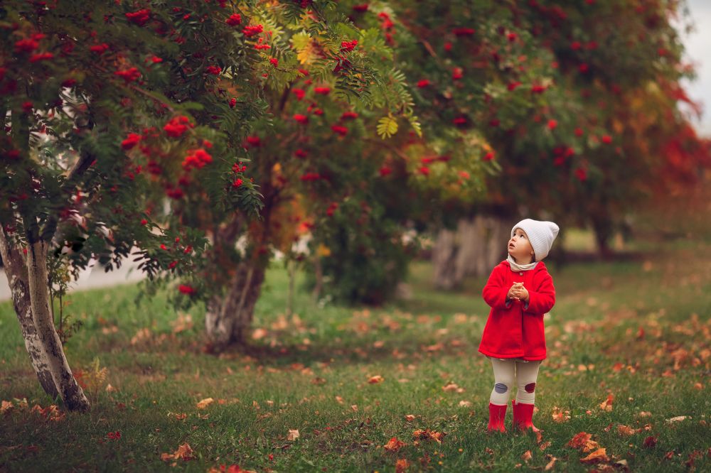 Когда деревья были большими