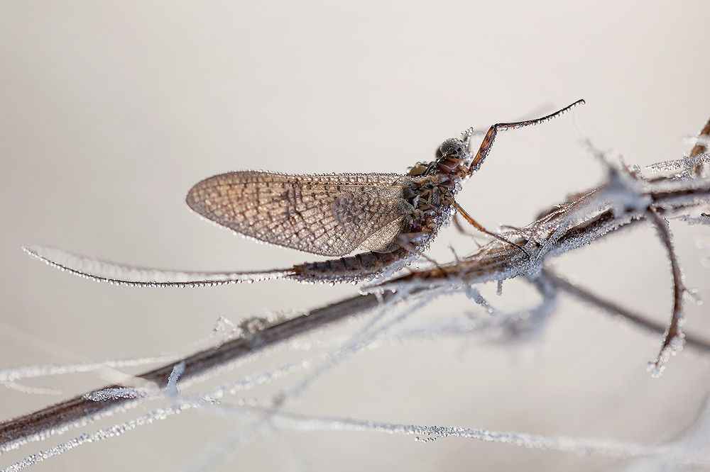 Застывший дирижер.