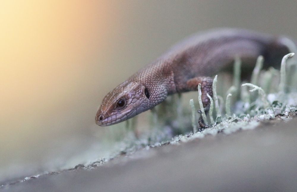 Улыбка ящерки