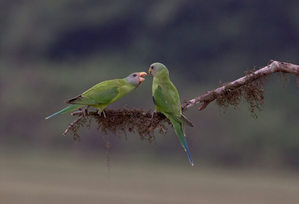 The Ultimate arguement