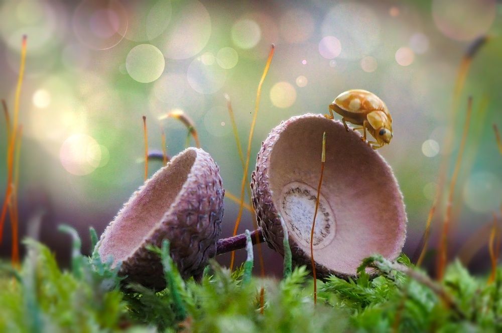 Приключения в сказочном лесу