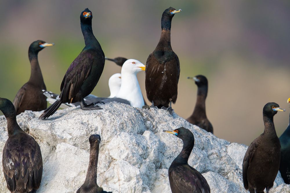 Кроснолицые бакланы