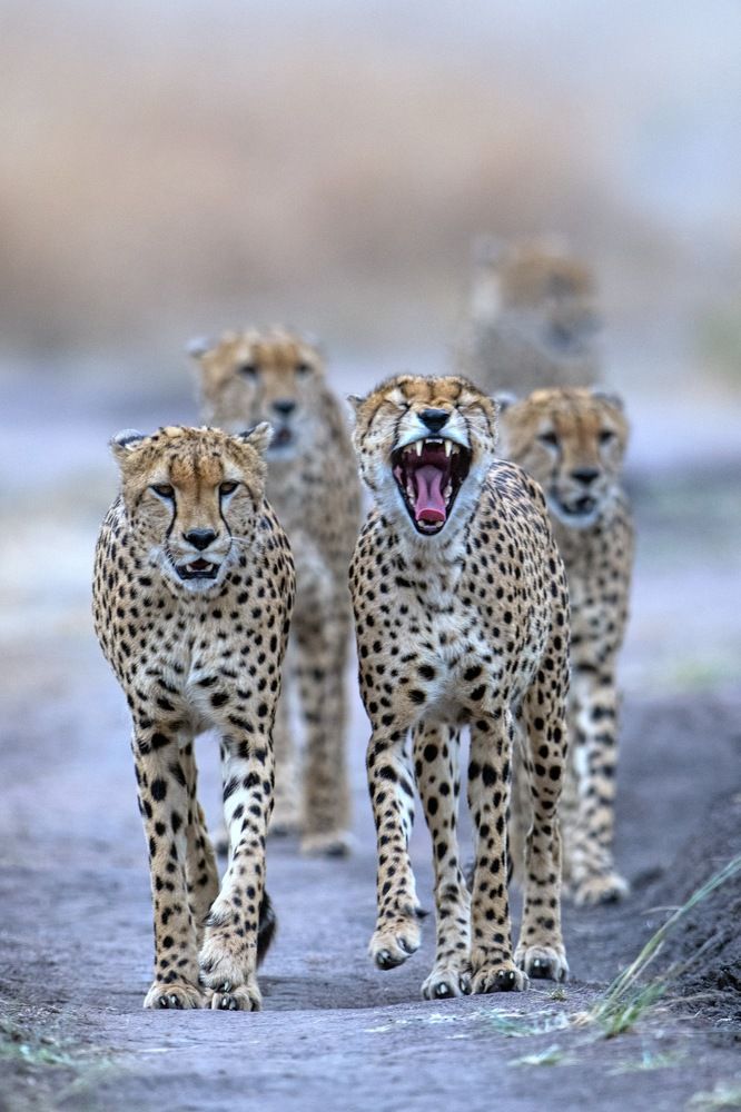 Coatition brothers....