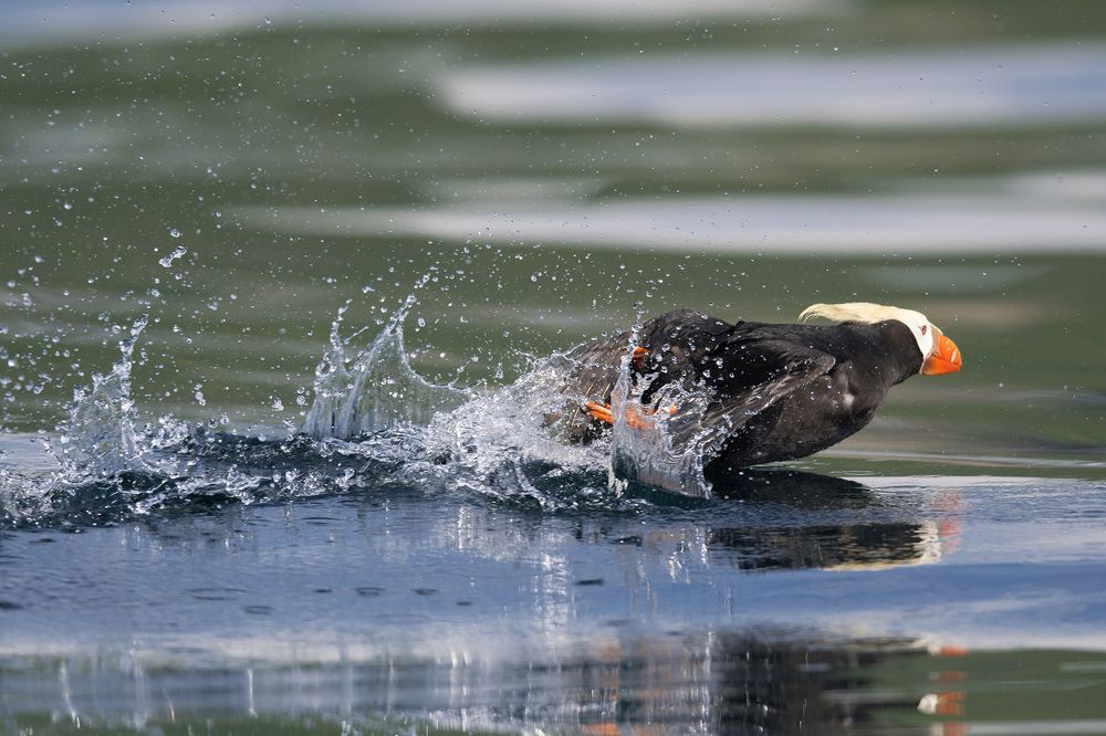 Бегущий по воде