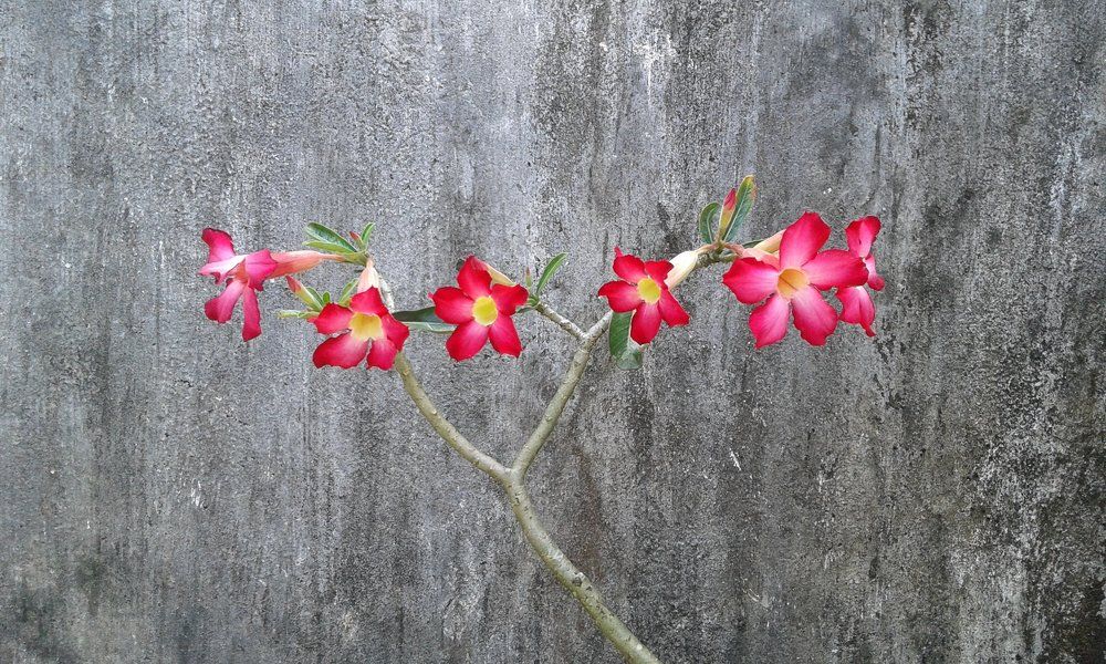 Photograph by Shine Witt Yi Oo Shine Oo