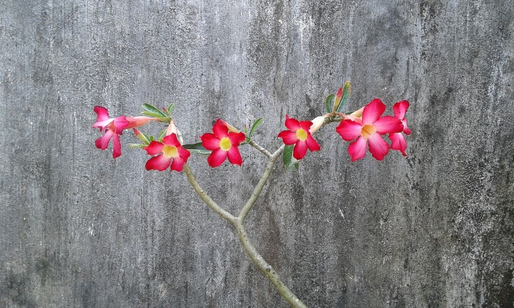Photograph by Shine Witt Yi Oo Shine Oo