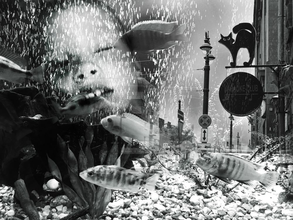 Photograph by Елена Живец