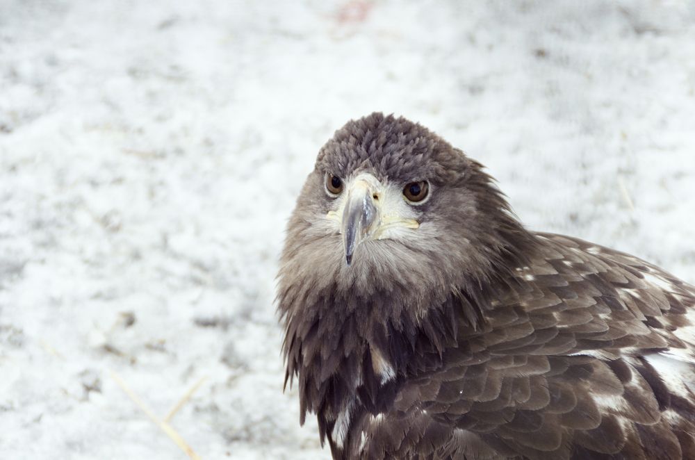 Хищная птица