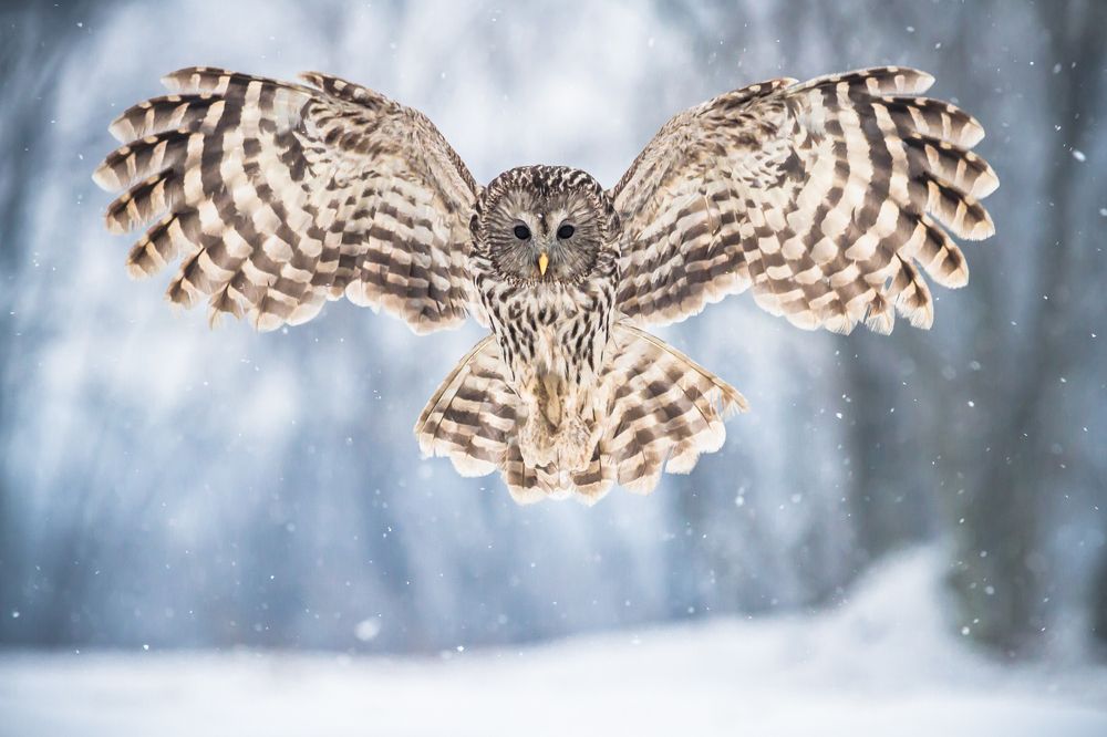 Ural owl