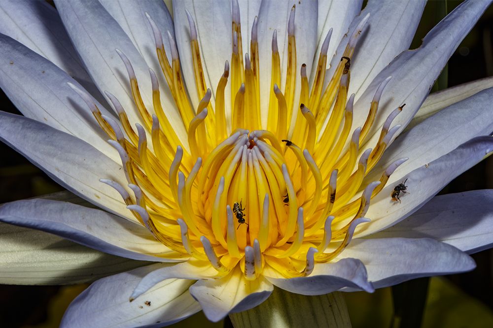 A short but beautiful life