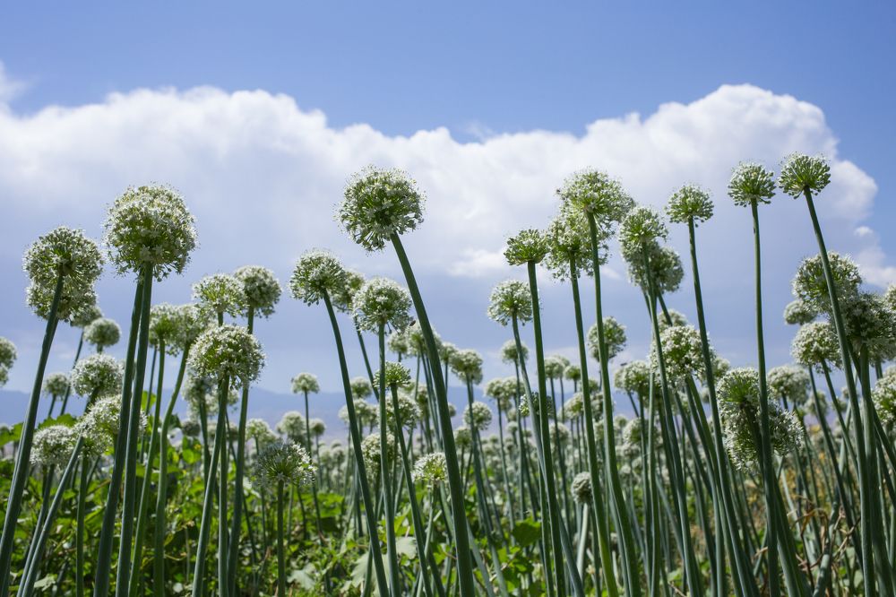 Ташкентская область, Узбекистан