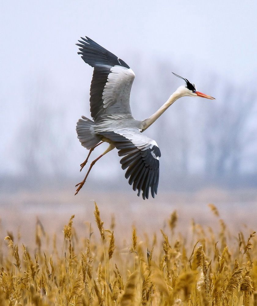 Выбирая место для гнезда