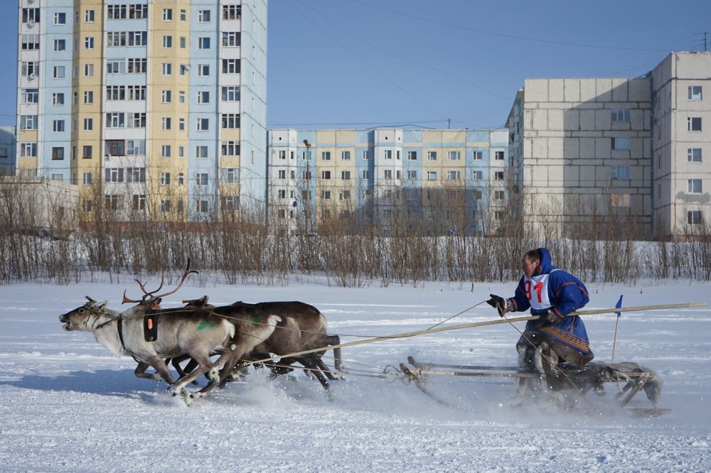 Гонки на оленях