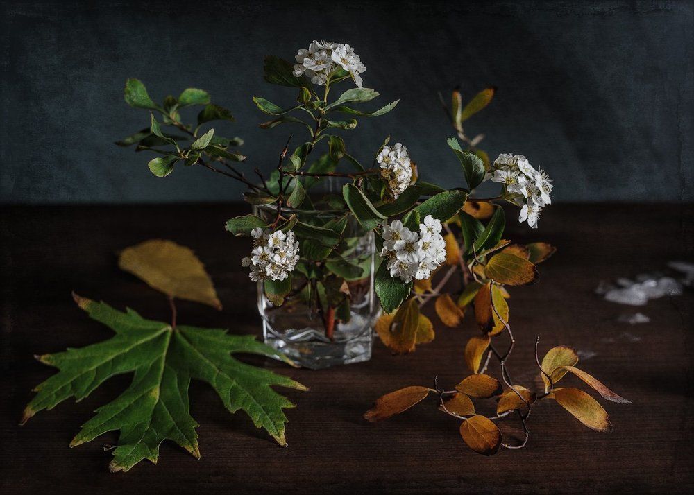 Осенняя спирея