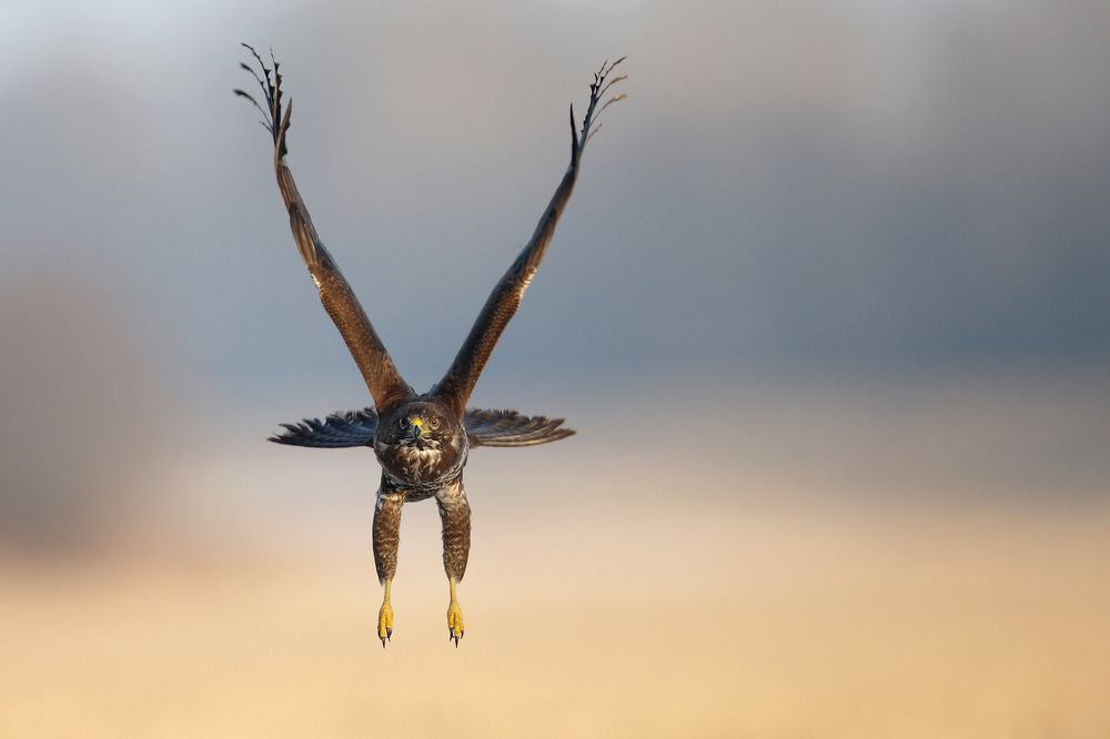 Common buzzard (Buteo buteo)