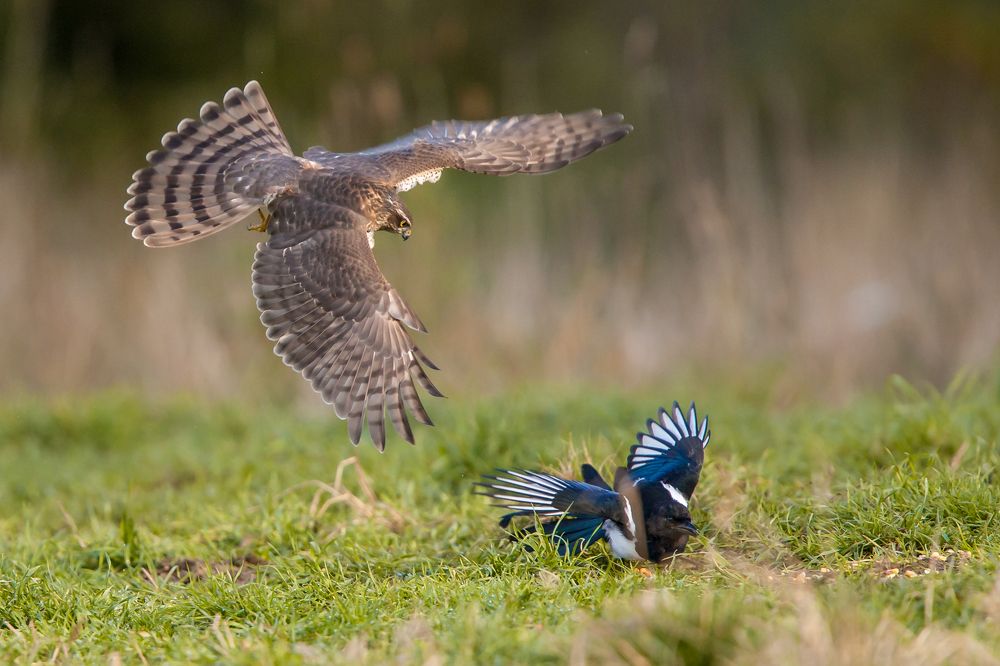 Sparrowhawk and magpie