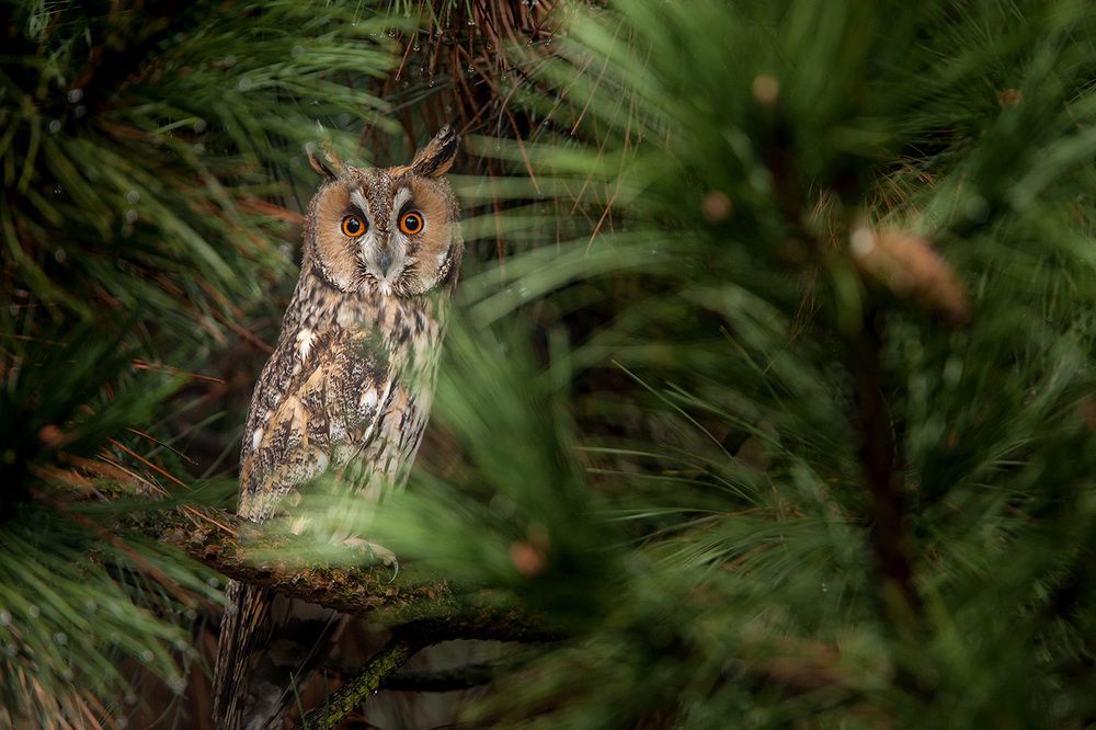 Long eared owl