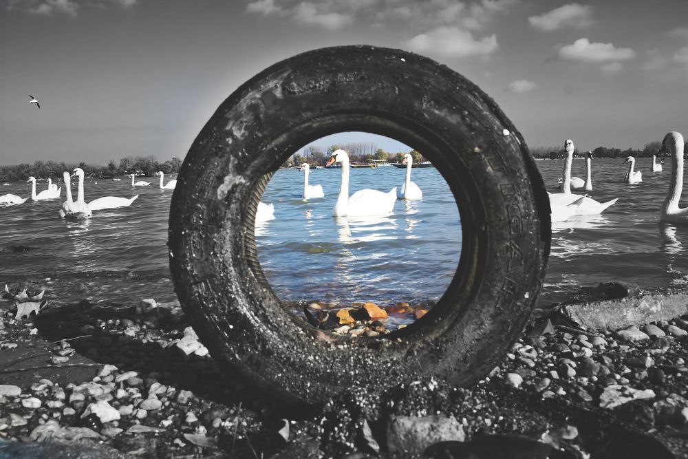 The wheel of a swan's life