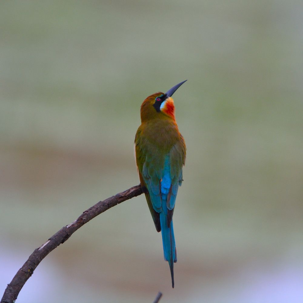 Chestnut-headed Bee-eater