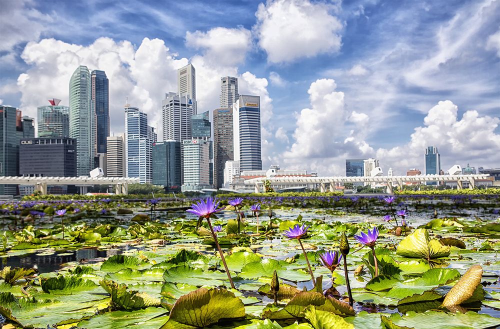 Лилии в Сингапуре