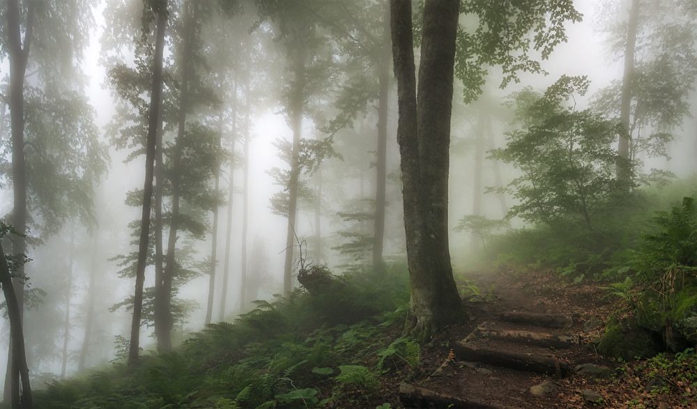 Сказки волшебного леса