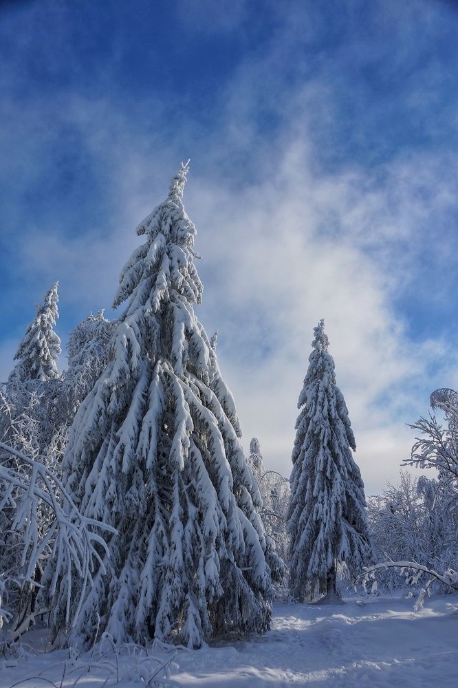 Только елки в треугольных платьях