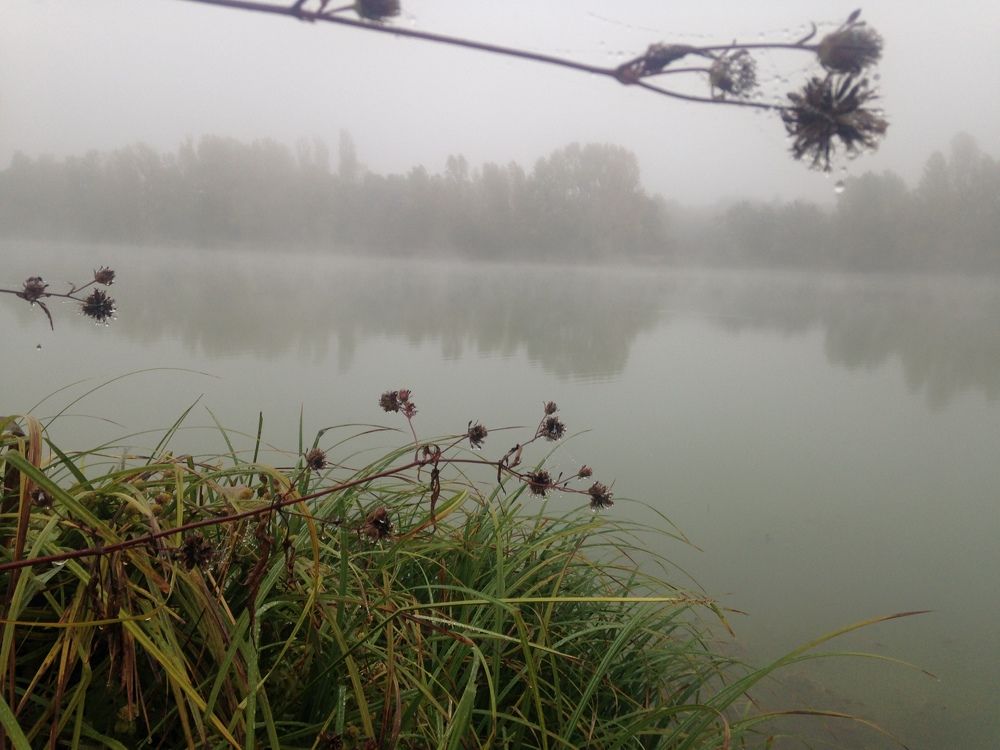 Fog on the river