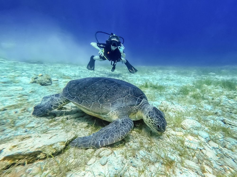 Анька и Черепаха