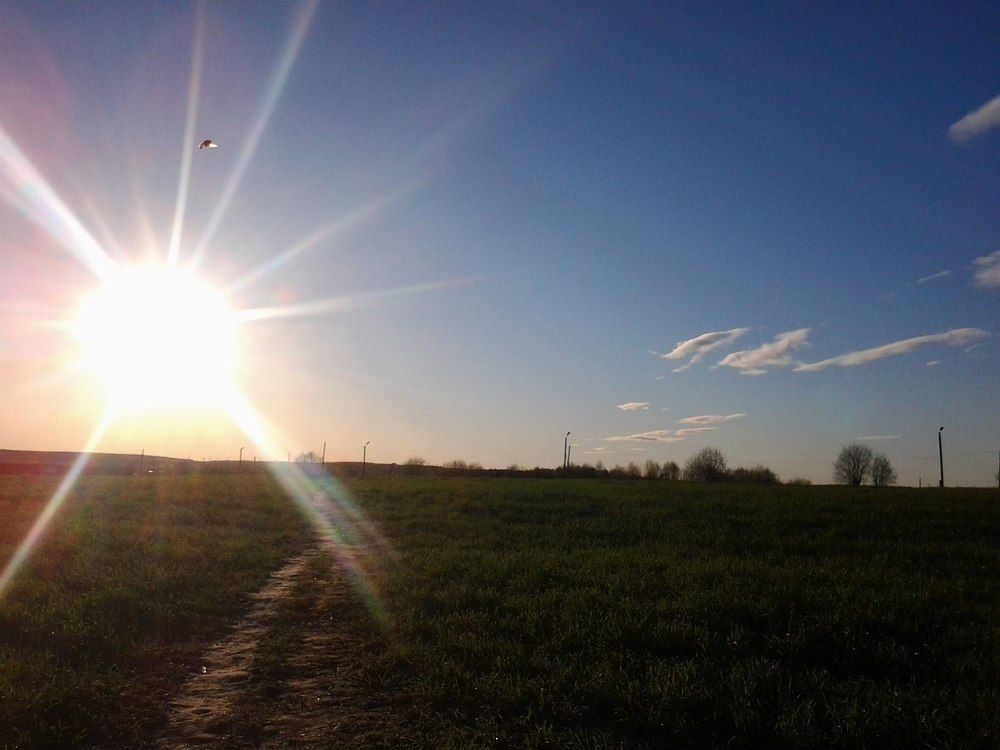 Солнце улыбнулось в поле