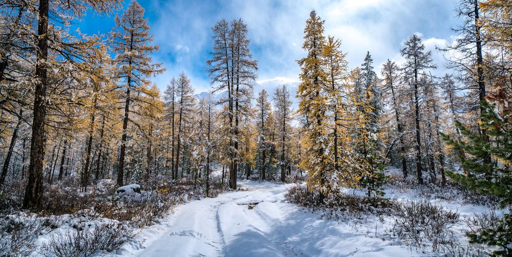 Первый снег